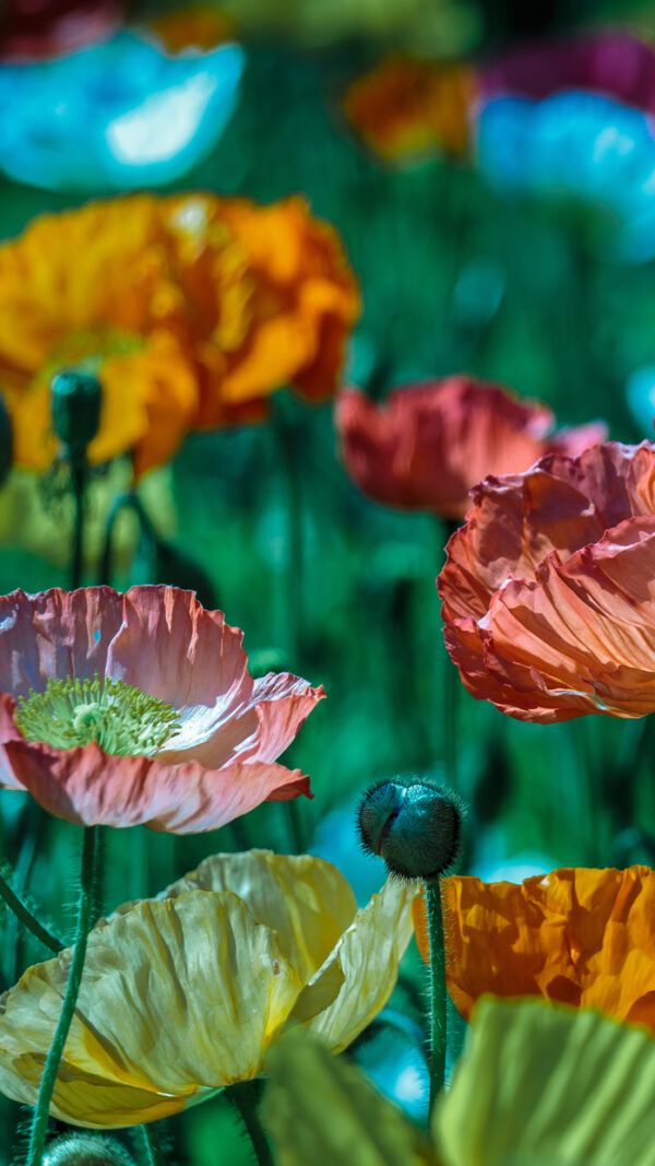 Colors and flowers