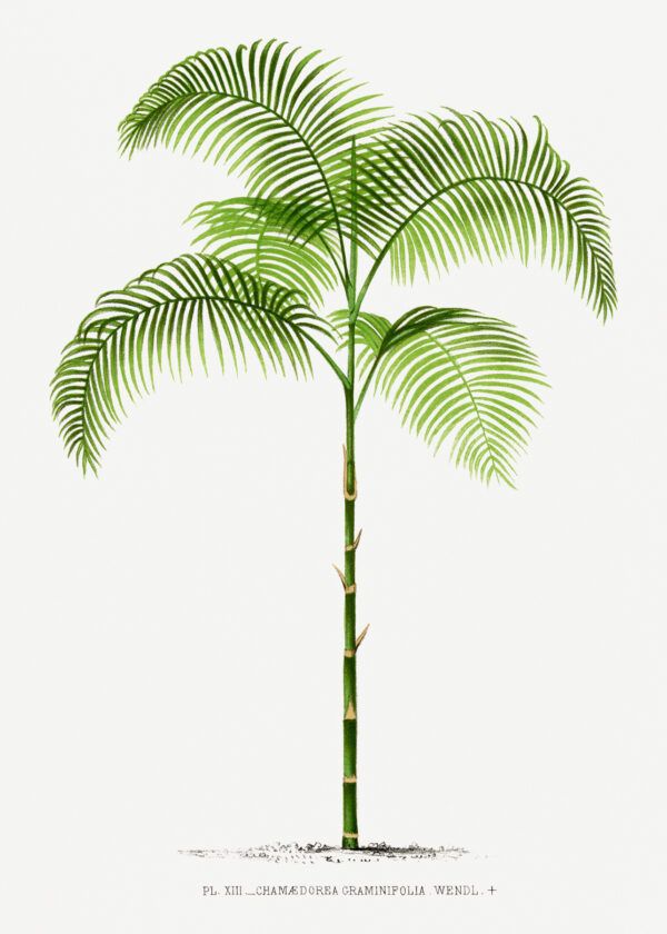 The exotic tree