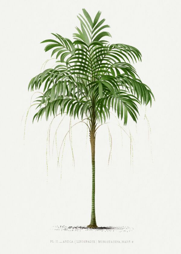 The green tree