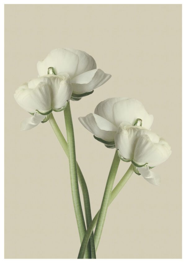 The white flower