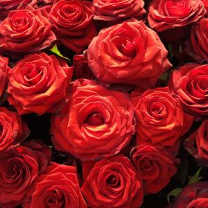 Red roses