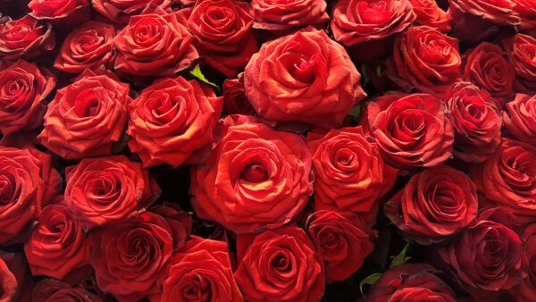Red roses