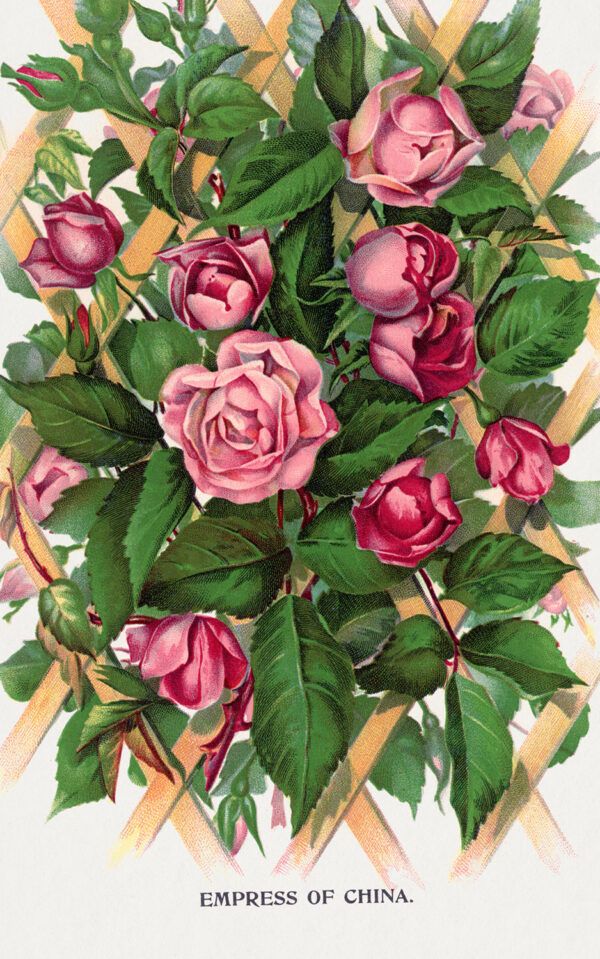 Combo with flowers