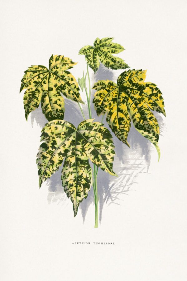 The leaves