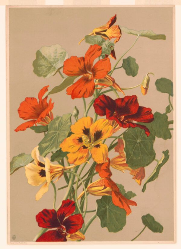 Yellow flowers