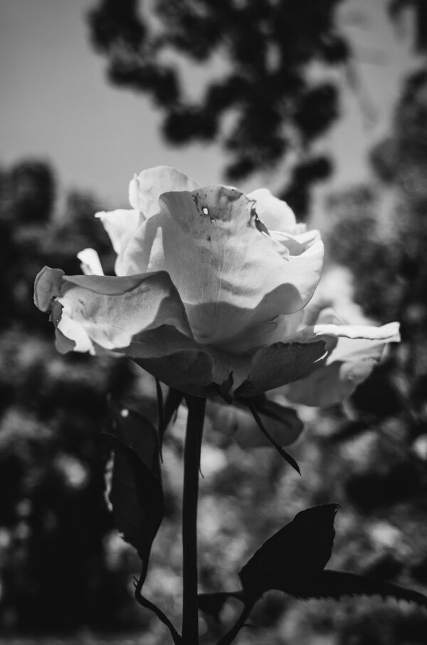 Black & white rose