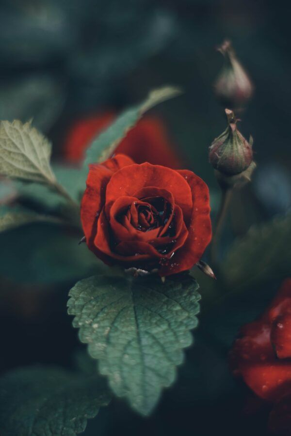 Romance