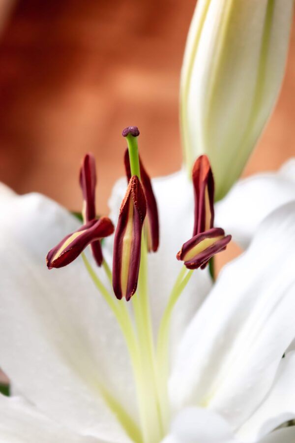 Flower closely