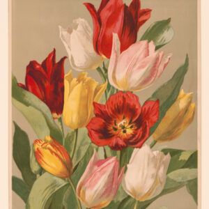 Red tulips