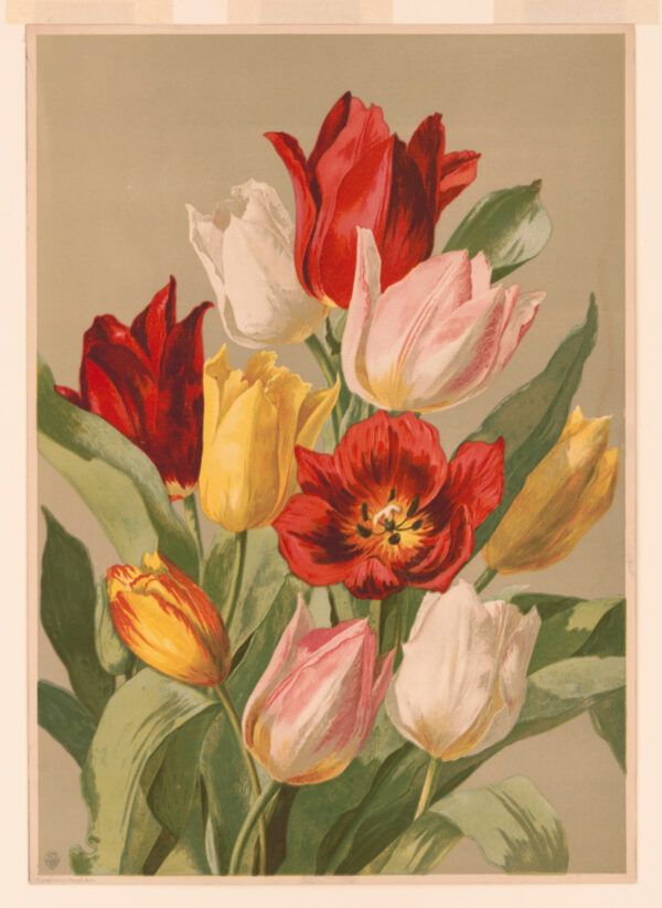 Red tulips