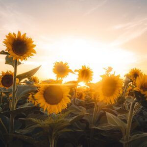 Sunflower and sun