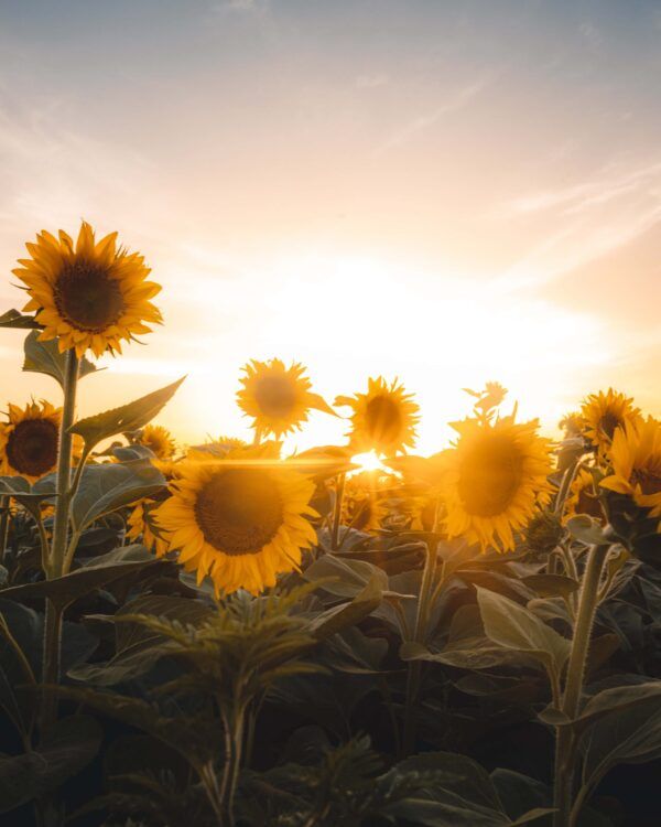 Sunflower and sun