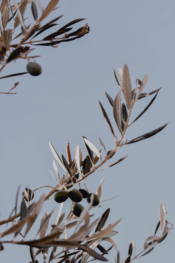 Olive tree