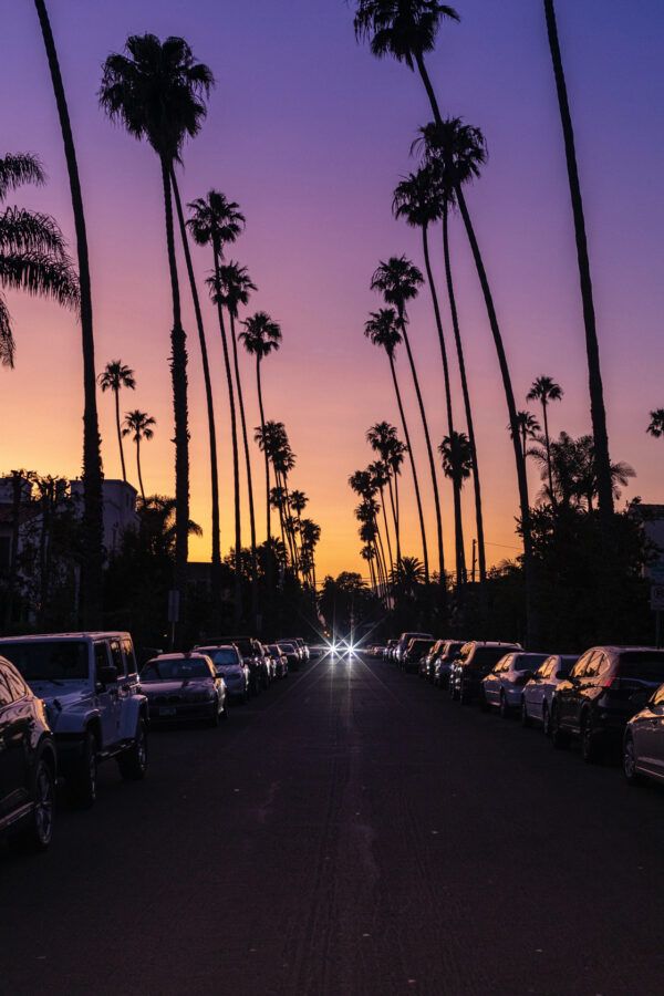 Palms