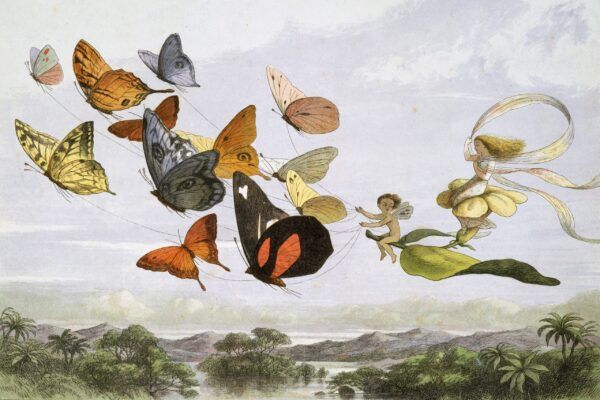 Butterflies