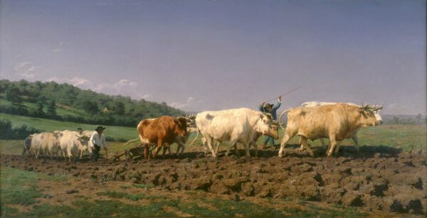 The herd