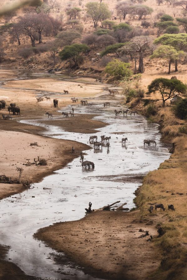 Wild animals