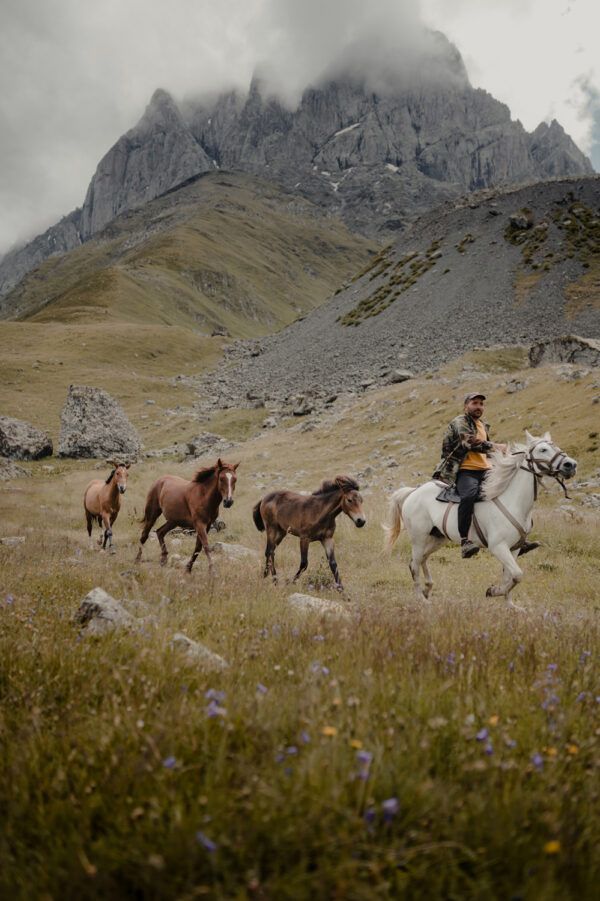 Horses