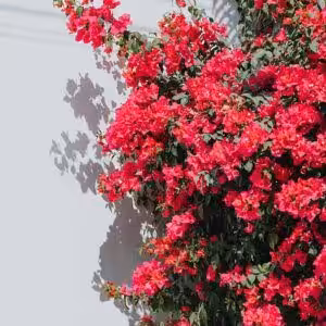 Βougainvillea